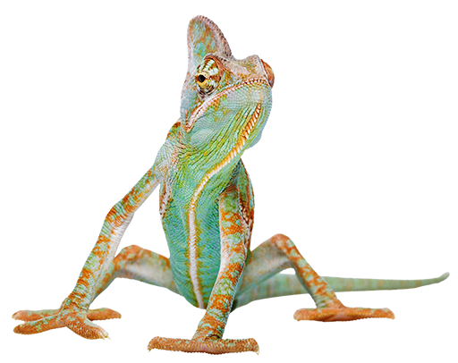Caméléon aux couleurs naturelles sur fond neutre.