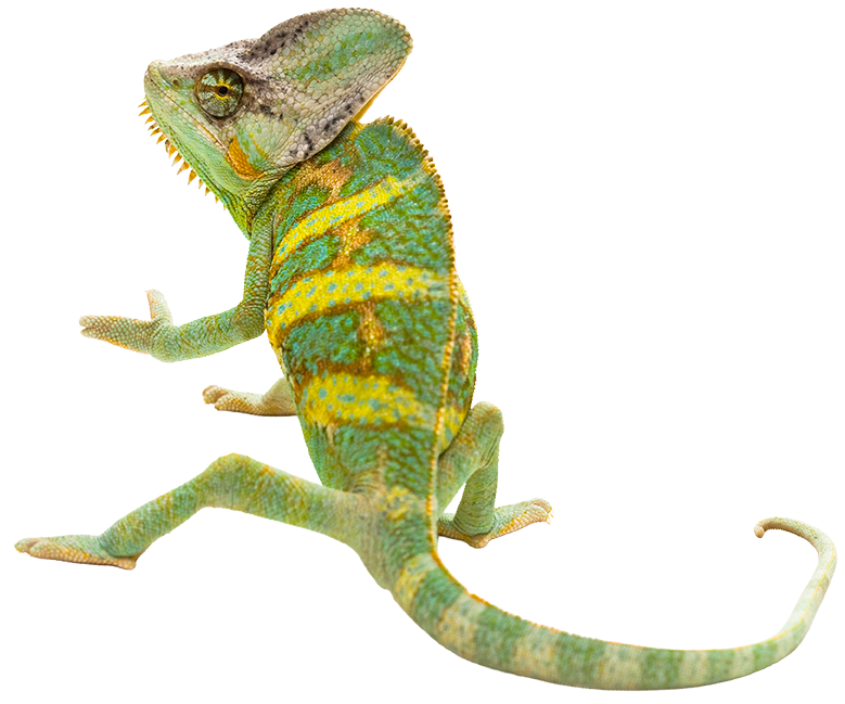 Caméléon aux nuances douces sur fond uni.